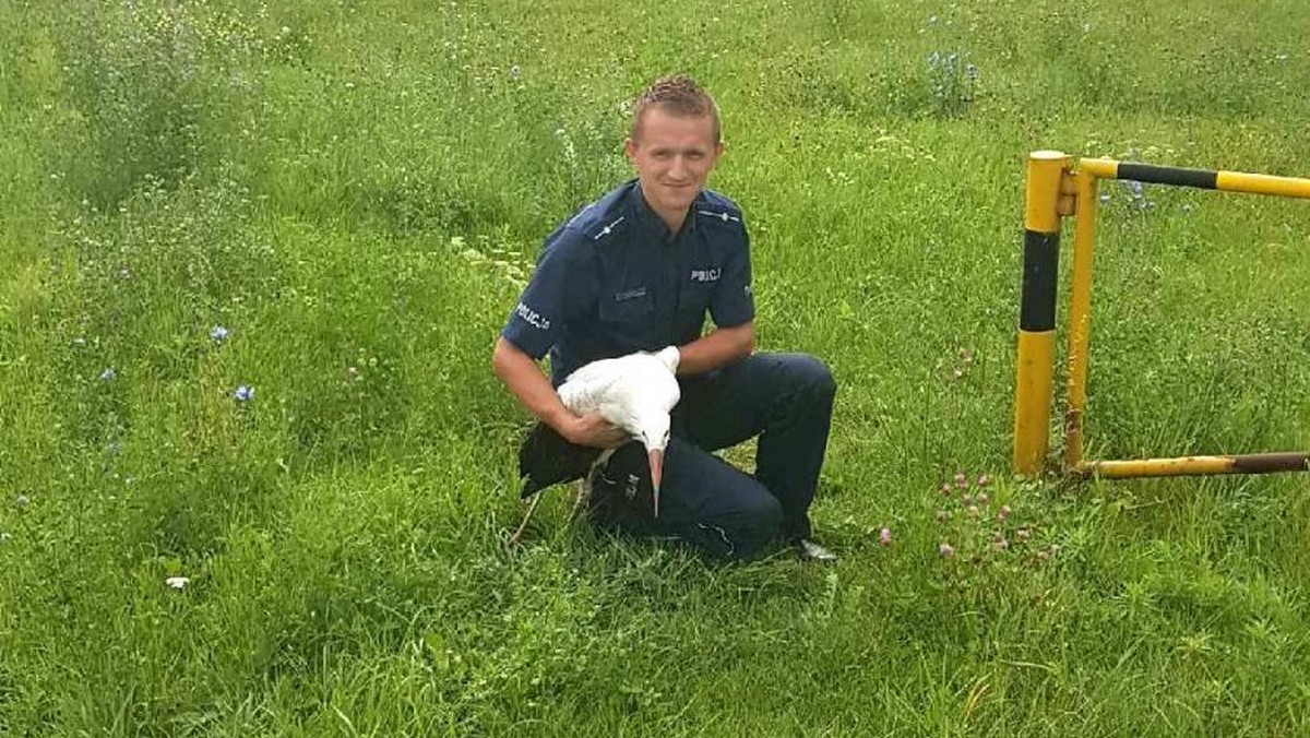 Jędrzejów: policjanci pomogli bocianowi