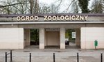 Wstęp do Starego ZOO znów będzie za darmo! FILM