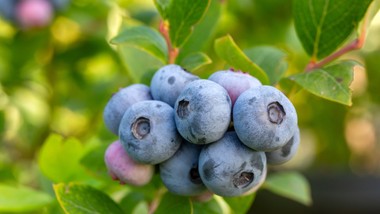 rozsyp pod borówką. latem krzaki będą uginać się od owoców