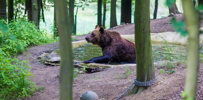 Rozbudują niedźwiedziarnię. Nowe misie przyjadą do ZOO!