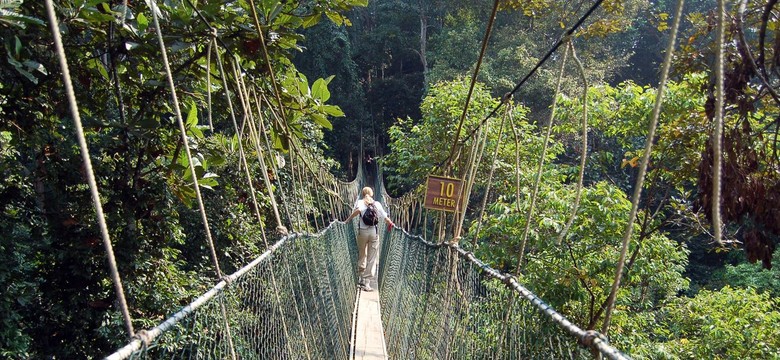 Taman Negara w Malezji - najstarszy las deszczowy