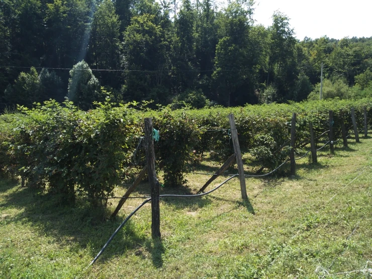 Kupina je ove godine imala rekordnu cenu od čak 330 dinara kilogram