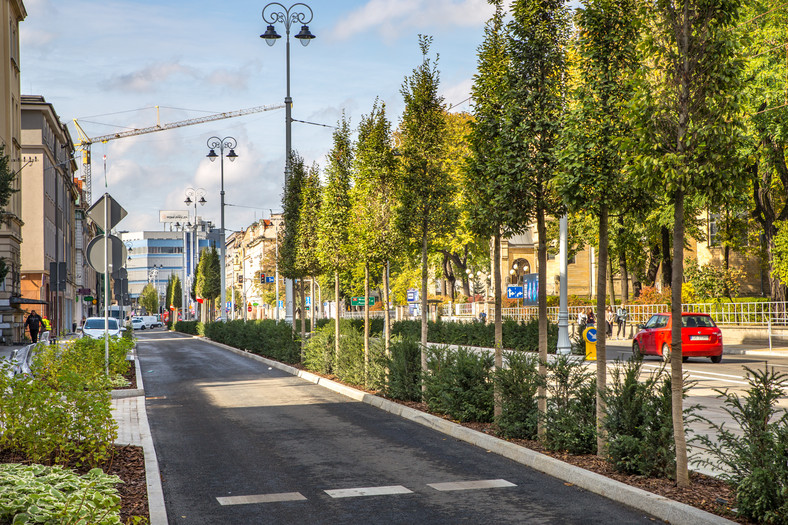 W ramach inwestycji na ul Warszawskiej zasadzono 70 drzew