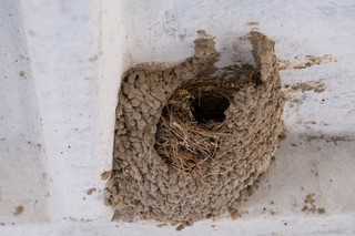 Czy można usunąć ptasie gniazdo? W tym okresie są surowe kary