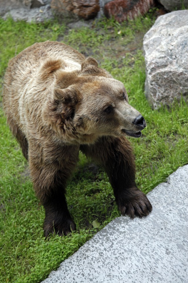 BIAŁYSTOK AKCENT ZOO NOWY WYBIEG DLA NIEDŹWIEDZI