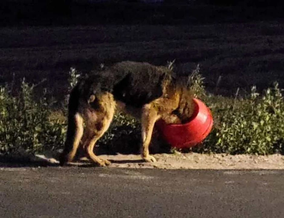 Leskovac, Pas, Mučenje