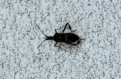 Wtyk amerykański wchodzi do mieszkań. Jak się przed nim zabezpieczyć?