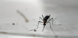 Sprawdź, co lepiej wiedzieć o wirusie zika