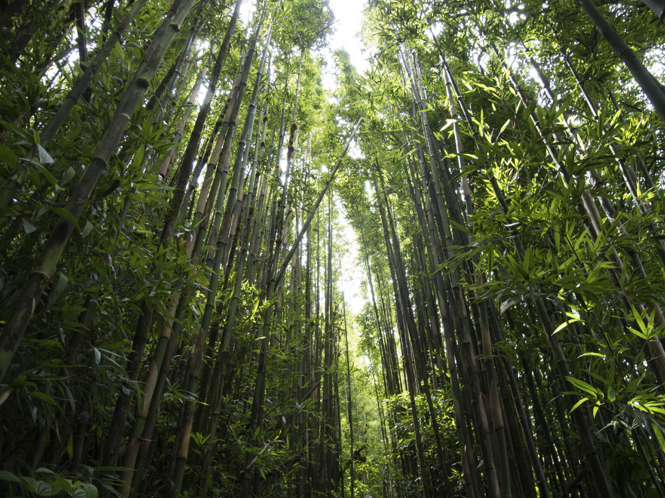 Las bambusowy na Wyspie Wniebowstąpienia