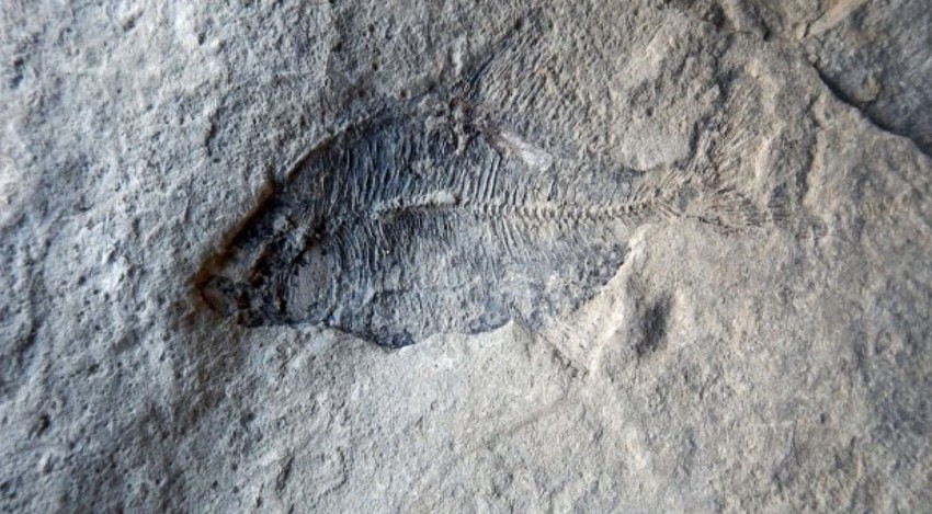 Naučnici su oduševljeni i zahvalni za otkriće, a Univerzitet u Kalgariju će u četvrtak ostatke prikazati javnosti