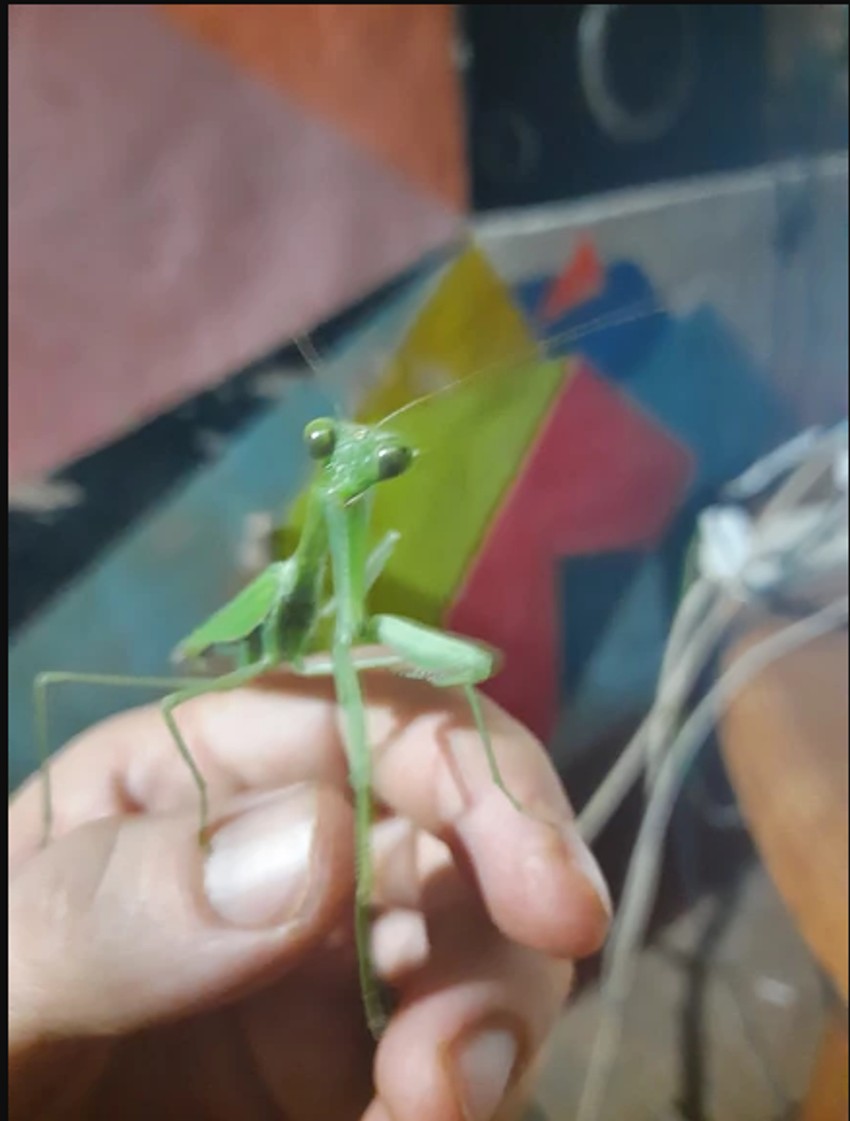 Kristian se susreće sa raznim životinjama