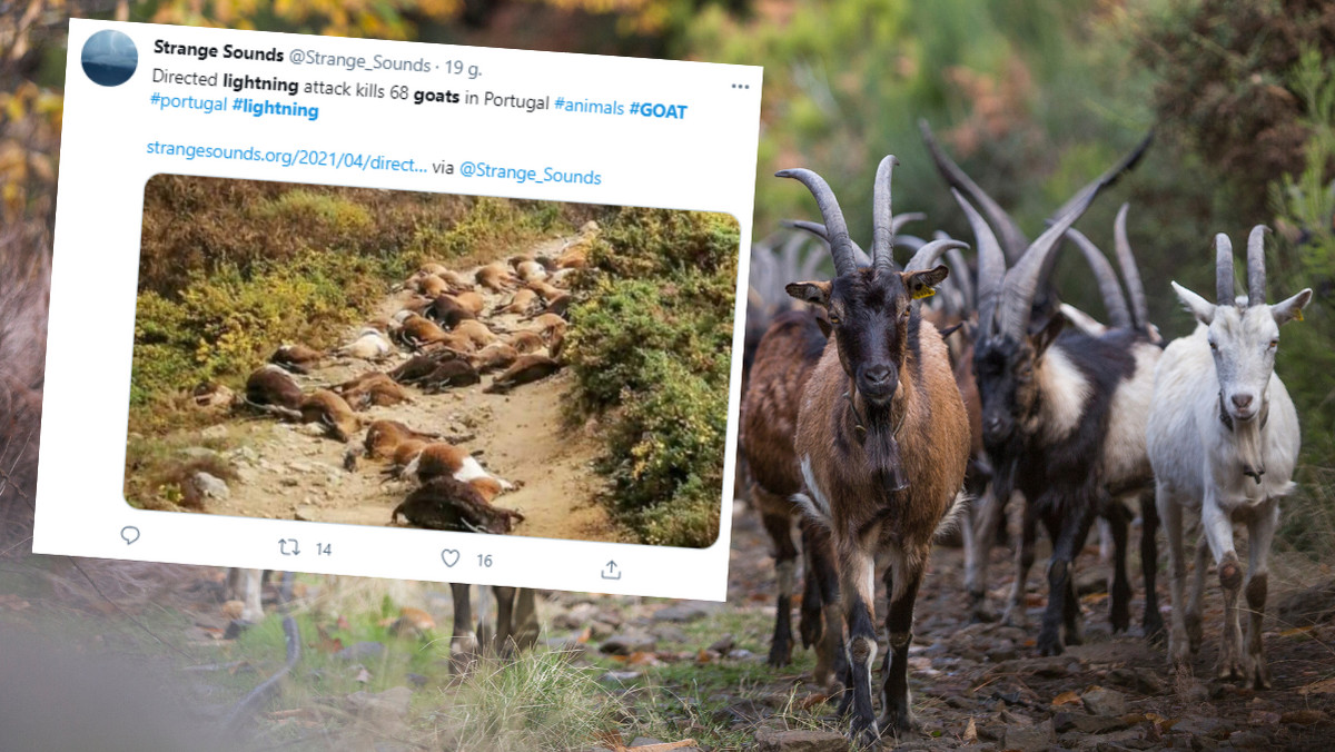 Portugalia. Piorun zabił stado liczące 68 kóz