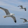 Galebovi