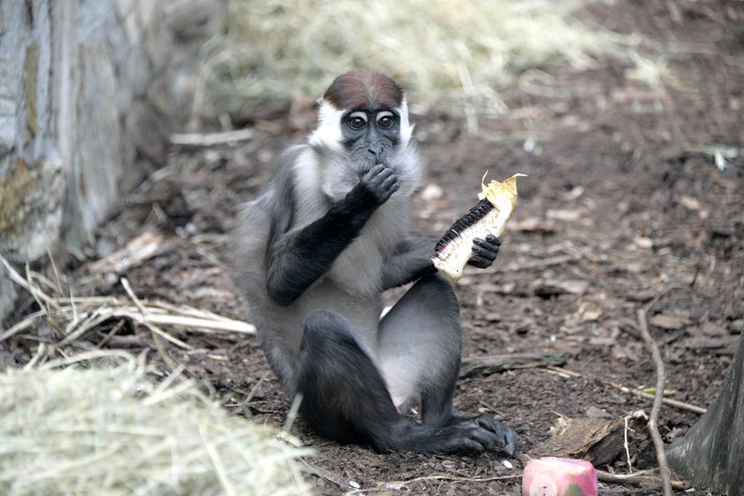 Odwiedź wrocławskie zoo