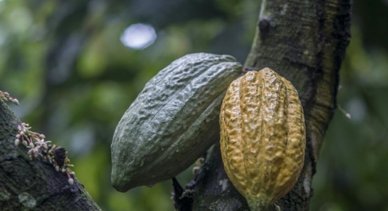 Two cocoa pods, which can each hold some 30 to 40 cocoa beans that are used to make chocolate