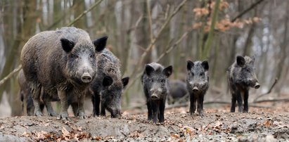 W Danii zorganizowali wielką rzeź dzików. Jak się tłumaczą?