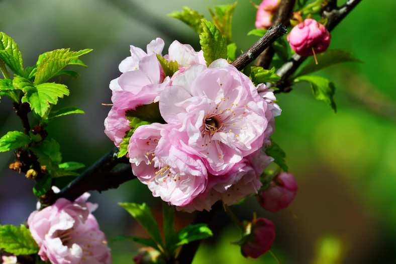 Migdałek trójklapowy - Prunus triloba