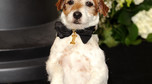 Jack Russell Terrier ulubionym psem gwiazd