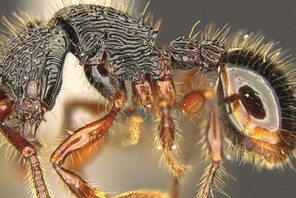 Mrówka Myrmecina magnificens