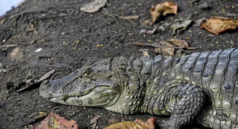 L'animal de 4 mètres de long a été abattu par les autorités à leur arrivée Illustration Credit FABIO TEIXEIRA  ANADOLU AGENCY  Anadolu Agency via AFP