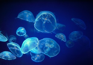 Meduza
