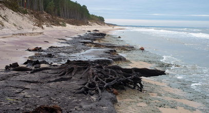 Wyjątkowe zjawisko nad Bałtykiem. Plaża pokryła się "zatopionym lasem"