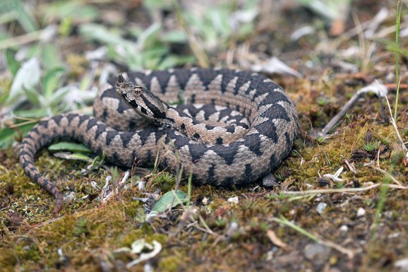 (VIDEO) Marko planinario, iskočila mu NAJOTROVNIJA ZMIJA na Balkanu! Lisice sišle među ljude, traže hranu, a pogledajte šta su ovi ljudi našli na krovu kuće!