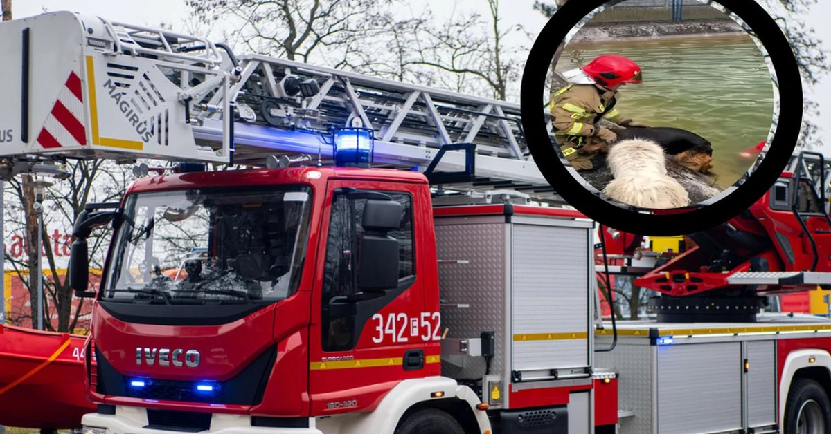 Zaskakująca akcja ratunkowa w Szczecinie. Bohaterem okazał się pies