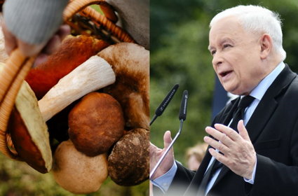 Stanowcza reakcja na słowa Kaczyńskiego o grzybach. Niemiecki ekspert nie pozostawia wątpliwości
