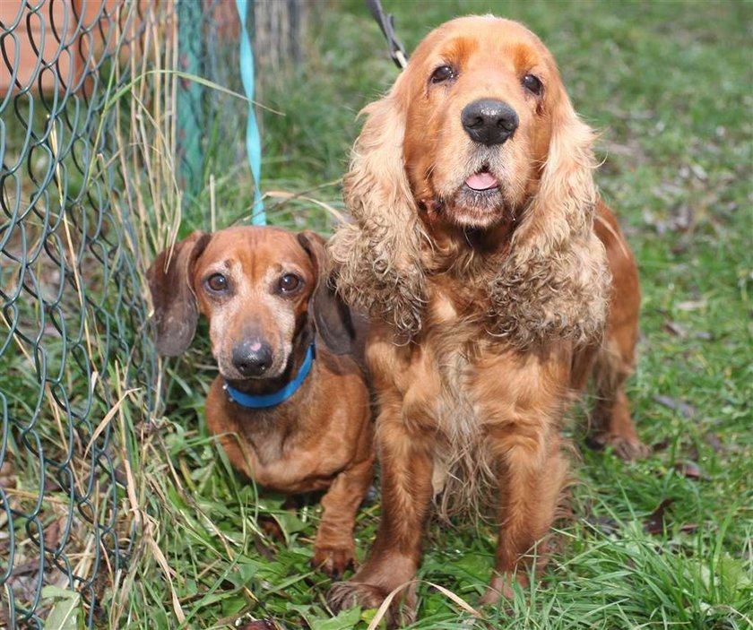 Spaniel zaopiekował się jamnikiem