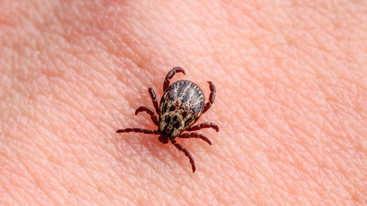 lyme kór fázisai