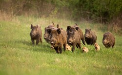 Dzik ukradł nudyście torbę z laptopem. "Natura kontratakuje!"