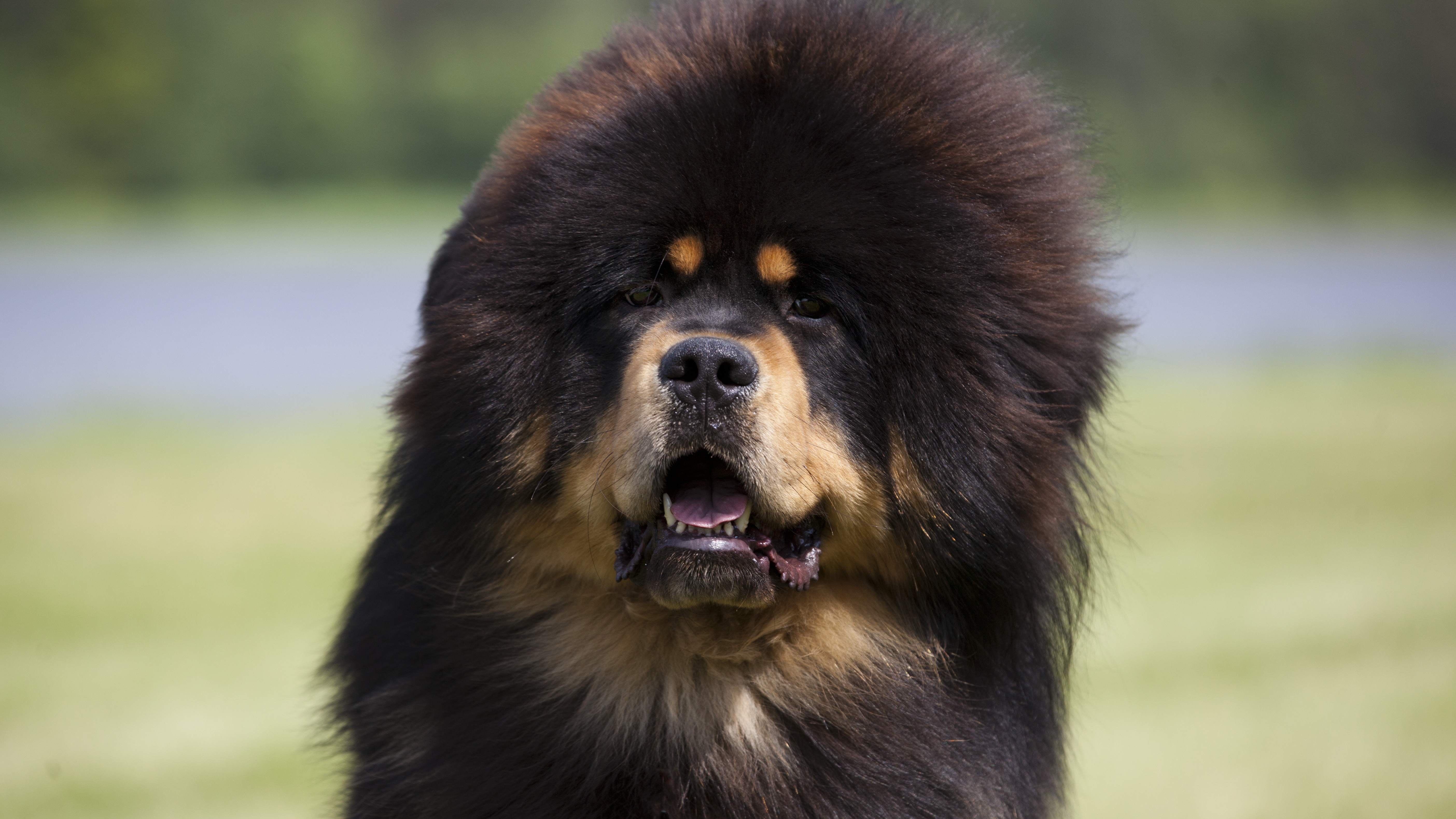 stanley coren ranking