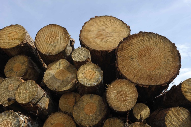 Drewno. Choć wydawałoby się, że ceny tego surowca są powiązane ściśle z sytuacją branży budowlanej okazuje się, że drewno może zyskiwać na wartości wyraźnie szybciej niż inflacja.