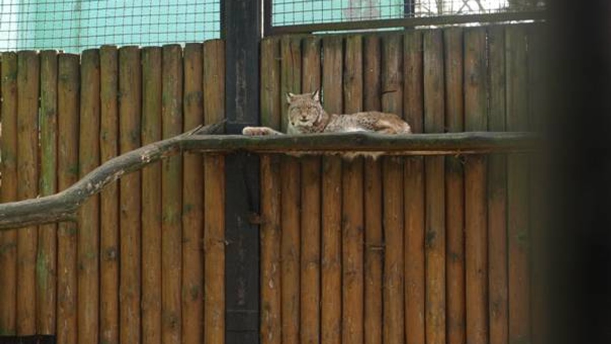 Para rocznych rysi europejskich, które urodziły się we wrocławskim ZOO, trafi do ogrodu zoologicznego w Szwajcarii. Zwierzęta, które przeszły już odprawę celną, wyjadą z Wrocławia w środę w nocy.