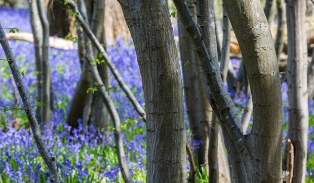 šuma profimedia-0294130444