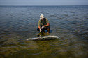 Delfiny czarnomorskie ofiarami rosyjskiej napaści na Ukrainę
