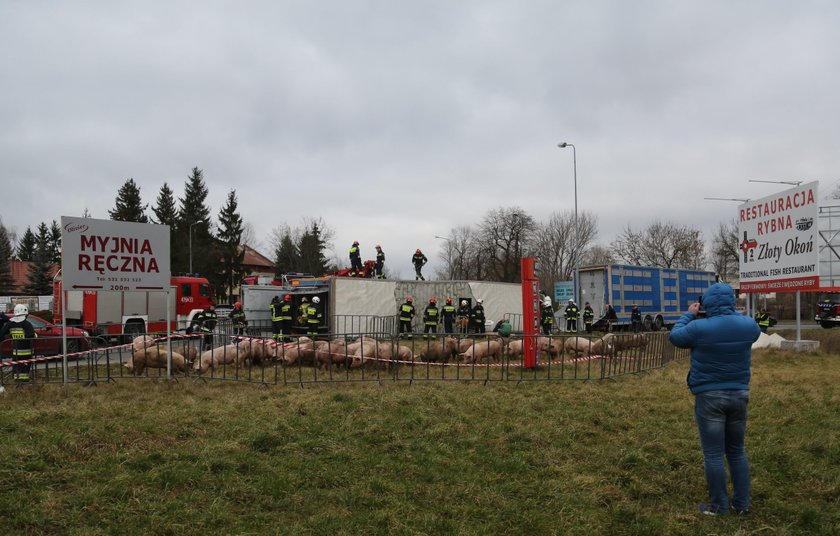 Wypadek. Przewrócił się tir ze świniami