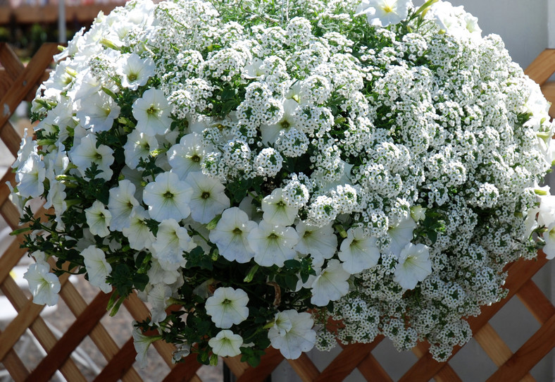 Lobularia "Snow Princess"