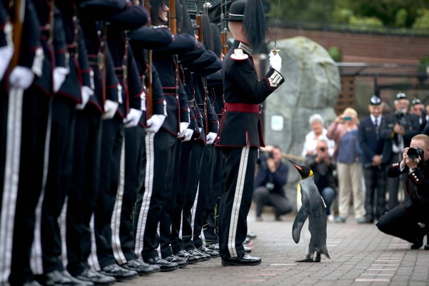 King penguin Nils Olav inspects guard