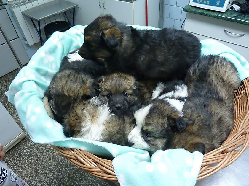 Łowicz: 11 szczeniaków z kartonu szuka domu. Adoptuj psy