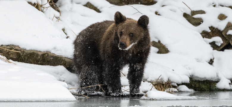 Atak niedźwiedzia w Bieszczadach. Kobietę uratował... plecak