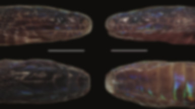 W Wietnamie odkryto nowy gatunek węża. Pokryty jest nietypowymi łuskami