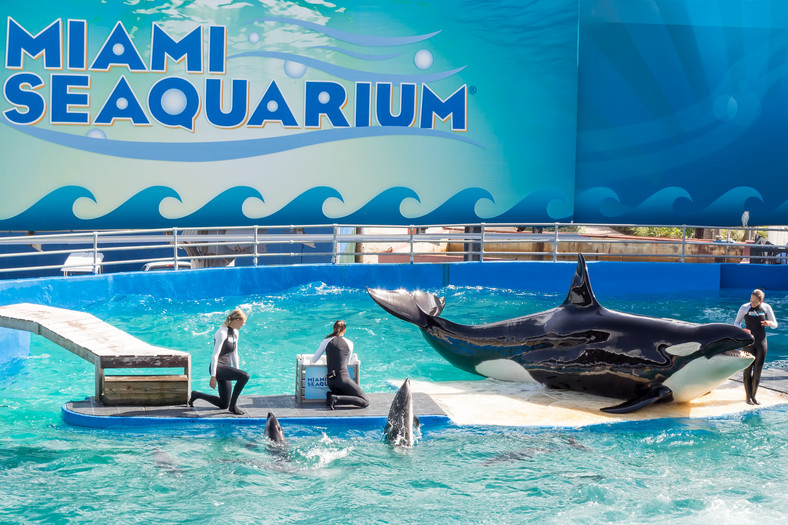 Orka Lolita w Miami Seaquarium