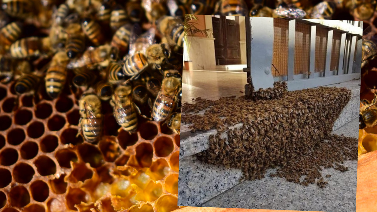 Pszczoły wędrujące w Polsce. Tak należy się zachować, gdy je spotkasz