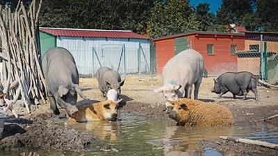 Azyl dla świń „Chrumkowo w Zajączkowie