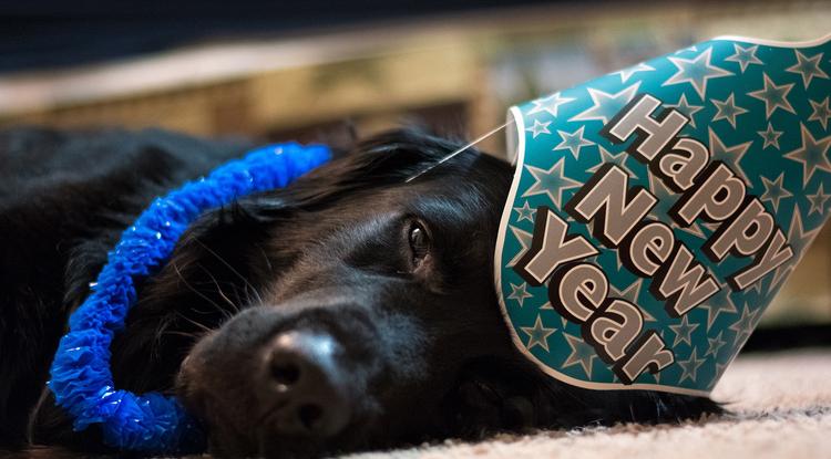 Így teheted elviselhetőbbé kutyád számára a szilvesztert Fotó: Getty Images