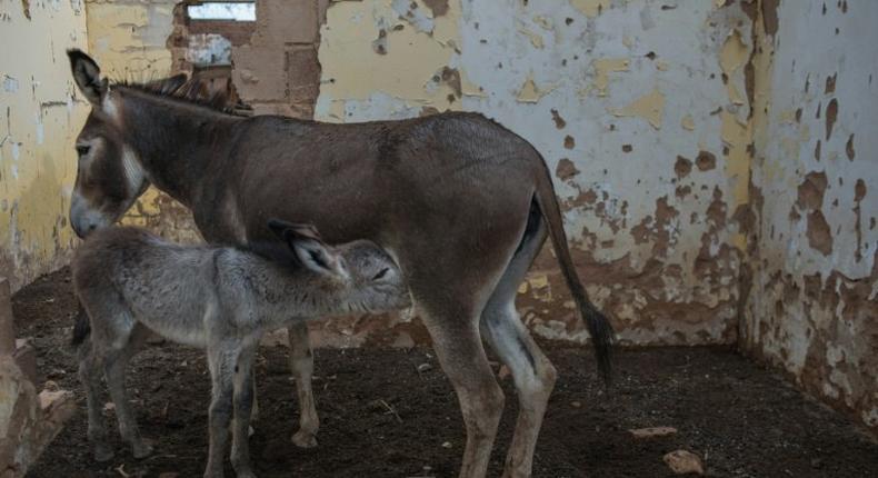 Botswana last month moved to crack down on the booming trade in donkey skins that has been fuelled by demand from China