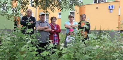 Chaszcze straszą na Niedźwiedniku w Gdańsku