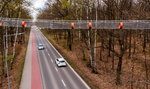 W Mysłowicach wiewiórki mają most nad drogą. Teraz mogą bezpiecznie spacerować 